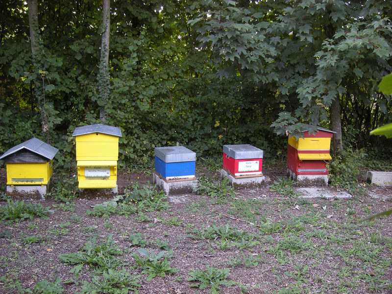 La ruche Sololbe Mouque